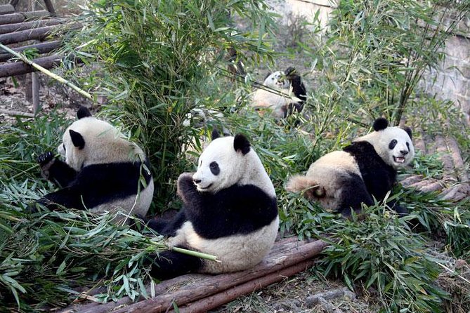 10-Day China Tour to Beijing, Xian, Chengdu and Shanghai - Xi’an Connects Archaeology with Street Food