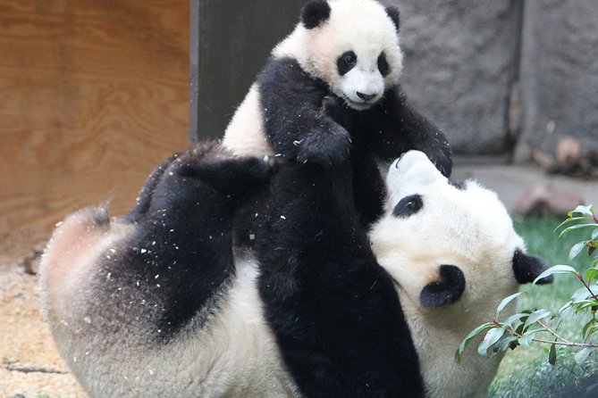All-inclusive Day Tour: Mutianyu Great Wall & Beijing Panda Zoo with Local Lunch - What the $188 price really covers