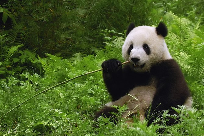 All-inclusive Private Day Trip: Hutongs, Lama Temple & Panda House with Lunch - Starting with active pandas at Panda House
