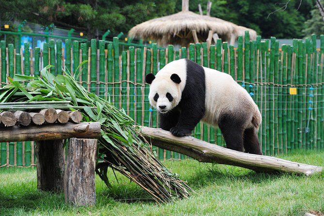 Beijing Historical Tour II including Summer Palace, Lama Temple & Panda Garden - Lama Temple: the strongest historical stop