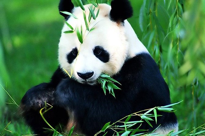 Beijing Historical Tour II including Summer Palace, Lama Temple & Panda Garden - Summer Palace: beautiful grounds, limited interiors