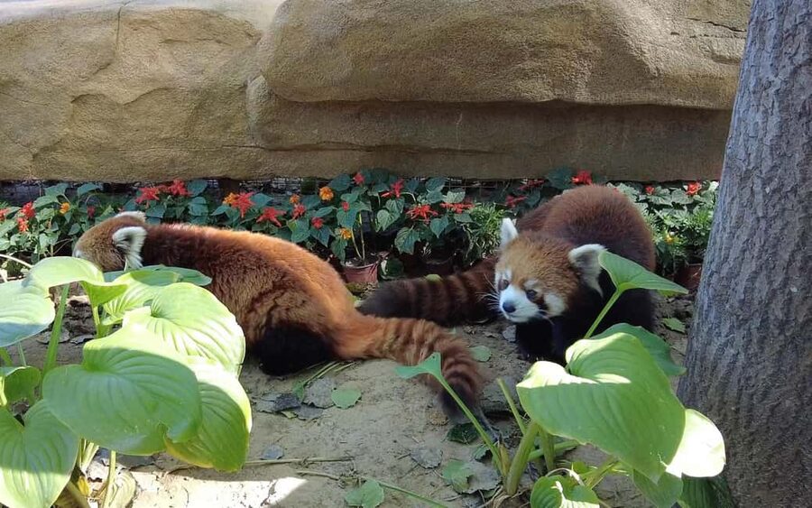 Beijing: Panda House Ticket (Zoo) new activities for 2026 - Why the Panda House makes this ticket worthwhile