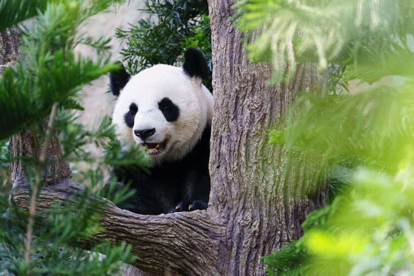 Beijing: Panda House Ticket (Zoo) new activities for 2026 - The ticket process is helpful, but follow the instructions closely