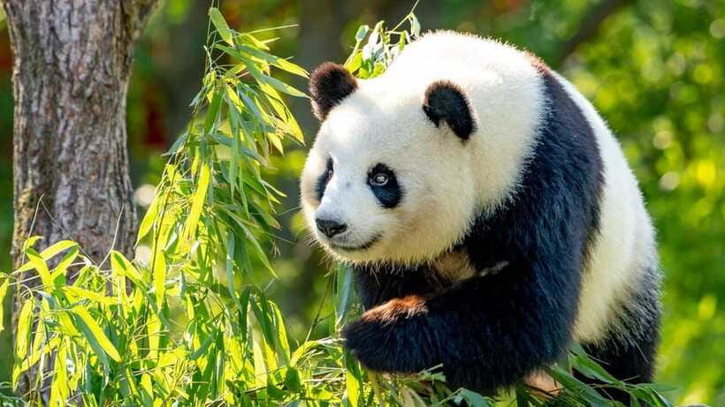 Beijing: Panda House Ticket (Zoo) new activities for 2026 - Who should book this Panda House ticket?