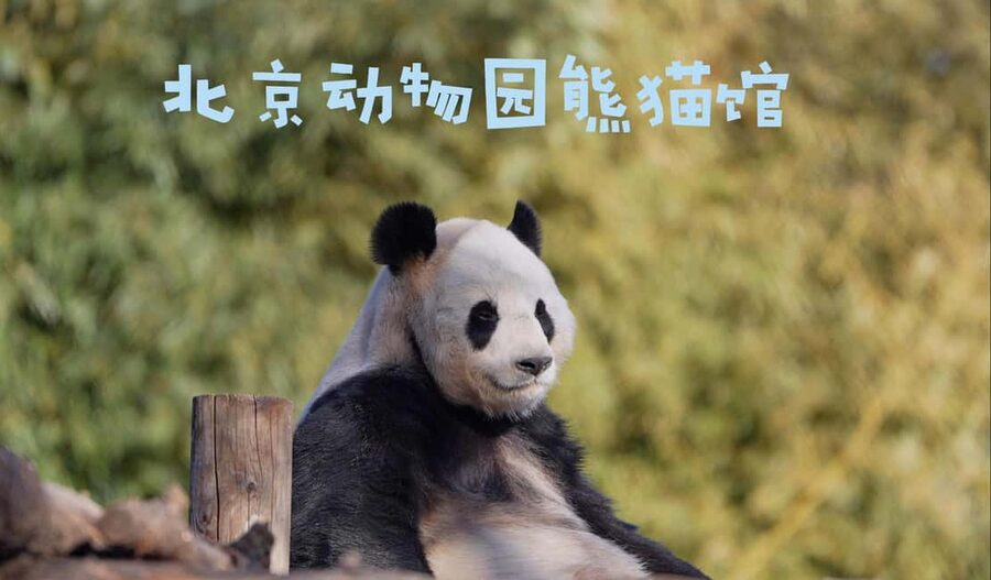 Beijing: Panda House Ticket (Zoo) new activities for 2026 - Arriving early helps at this enormous zoo