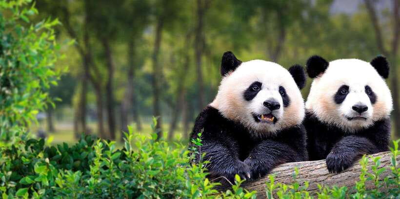 Beijing: Panda House w/Great Wall or City Sites Private Tour - Option one: pandas and the Mutianyu Great Wall