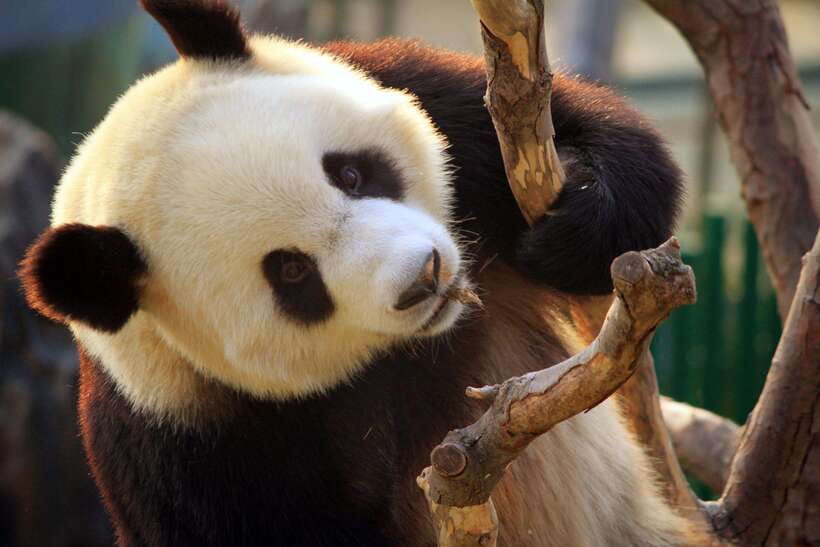 Beijing: Panda House w/Great Wall or City Sites Private Tour - Option three: building your own Beijing day