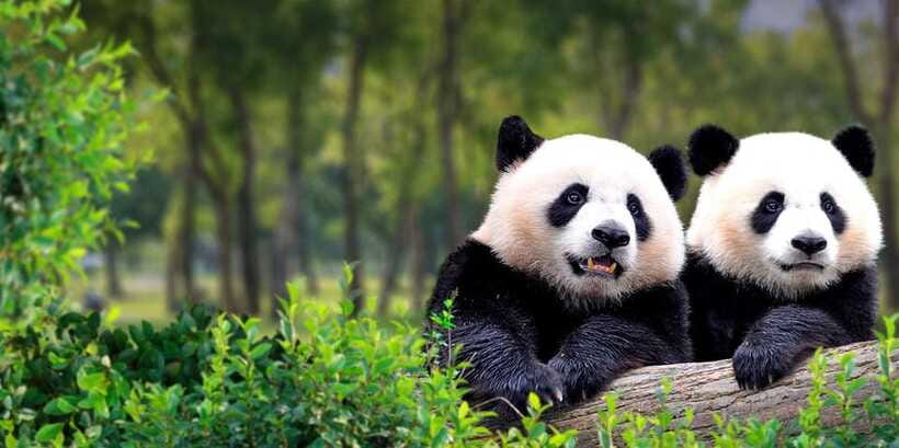 Beijing: Panda House w/Great Wall or City Sites Private Tour - Is $144 per person good value?