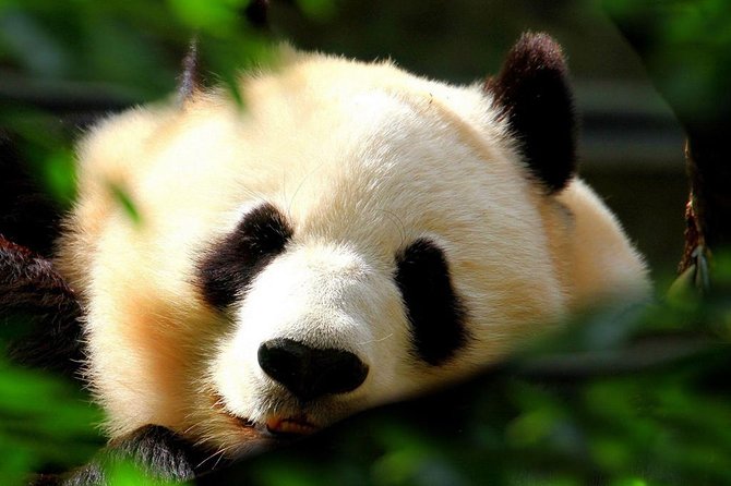 Beijing Private Tour:Mutianyu/Badaling Great Wall and Panda House - Badaling favors easy organization and direct access