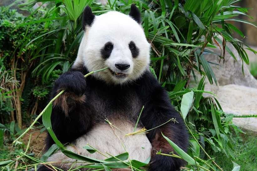 Beijing Private Tour: Summer Palace, Panda House and Options - Package 4, pandas, palace, and the Great Wall