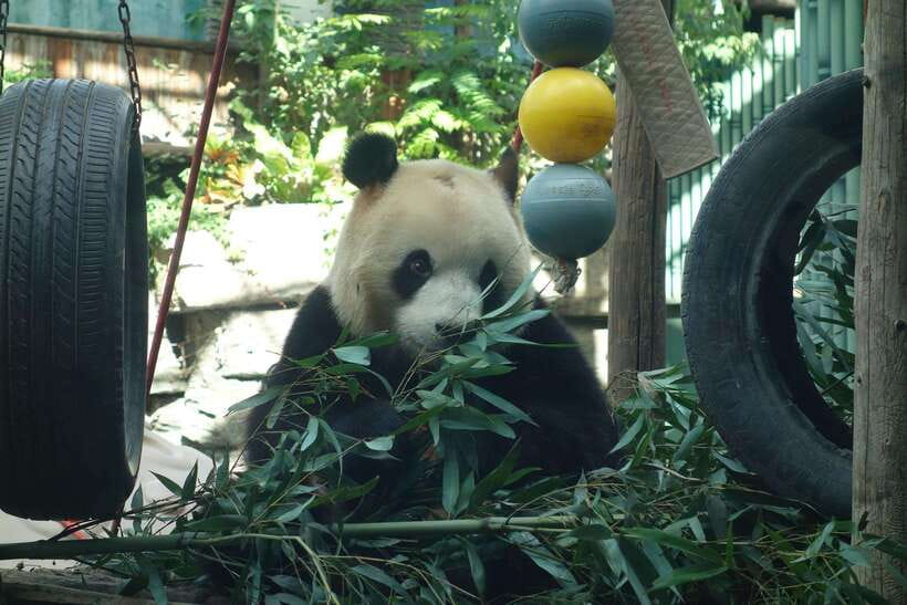 Beijing Private Tour: Summer Palace, Panda House and Options - Package 7, the Ming Tombs and imperial burial grounds