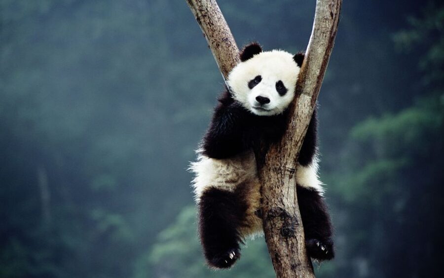 Beijing: Temple of Heaven, Panda House & Summer Palace Tour - Lunch with local Chinese dishes