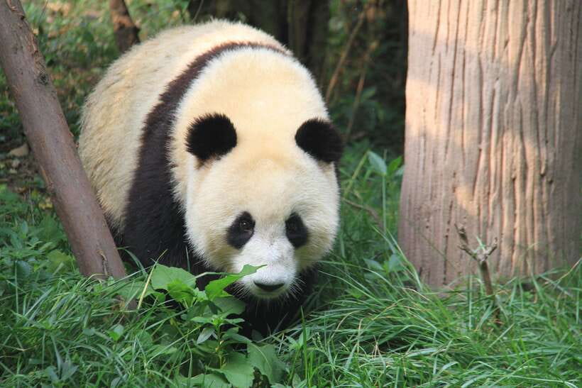 Beijing: The Beijing Zoo Entry Ticket with Pandas - Getting to Beijing Zoo by Subway Line 4