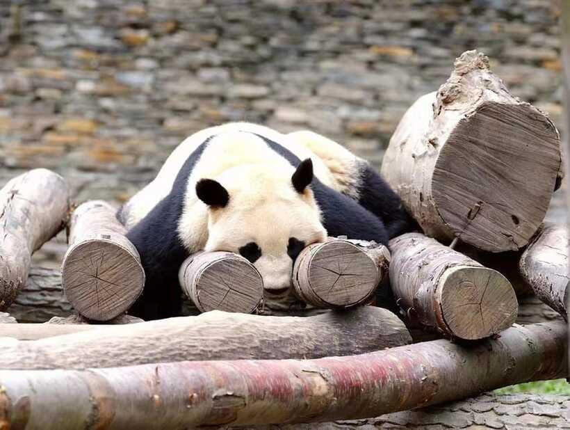 Beijing: The Beijing Zoo Entry Ticket with Pandas - How the booking support affects the experience