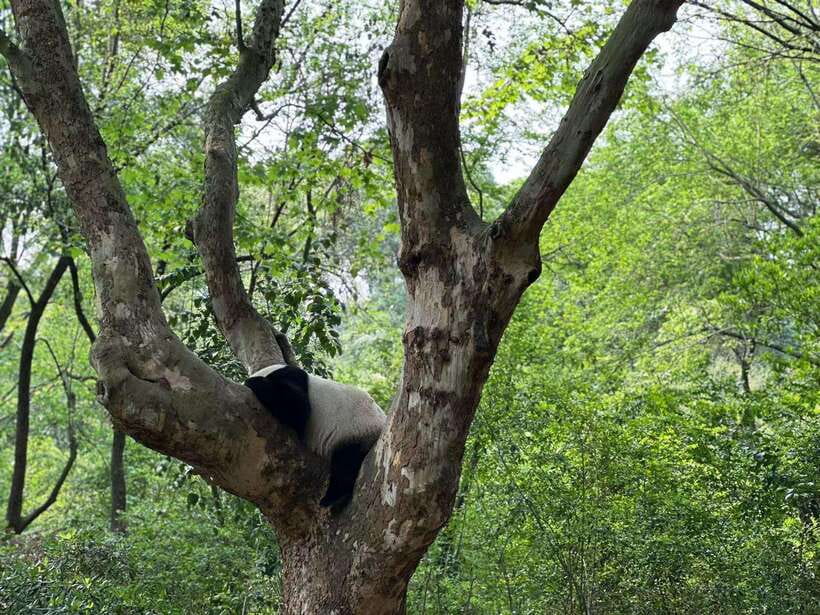 Beijing: The Beijing Zoo Entry Ticket with Pandas - The important animal welfare question